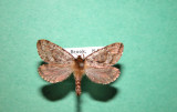 31 Koscheltellus gracilis - Hepiale gracieuse - Graceful Ghost Moth