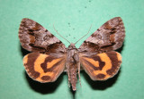 930851 (8867) Catocala blandula - Likenee gris-bleu