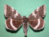 930795 (8803) Catocala relicta - Likenee blanc