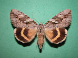 930794 (8802) Catocala cerogama- Likenee du tilleul