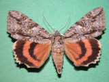 930798 (8806) Catocala parta