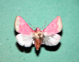 932082 (11164) Schinia florida - Noctuelle rose de lonagre