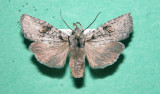 9902 Lithophane baileyi