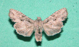 9892 Lithophane disposita