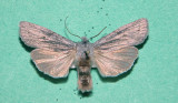 9913 e Lithophane georgii