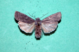9916 Lithophane unimoda