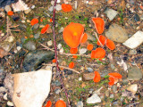 Aleuria aurantia-Orange Peel fungus-Pezize orangee