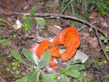 Hypomyces lactiflorum-Lobster Mushroom/Dermatose des russules