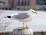 Goeland a bec cercle/Ring-Billed Gull