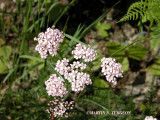 Achillea millefolium  - Yarrow