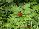 Actaea ruba - Red baneberry - Pain de couleuvre 2