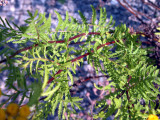 Tanacetum vulgare - Common Tansy/Tanaise commune 2