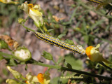 10177 Calophasia lunula -On Common toadflax/Guelle de Lion