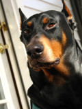 Dobe Stare-down