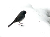 Lonely Junco