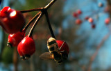 Bee Berry