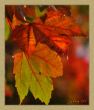 September Song
