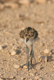 a chick of Spur-winged Lapwing 2122