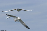 black-headed gull 7560