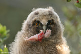 Long eared Owl with rat 0410