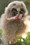 nestling of Long eared Owl- Asio otus 0413