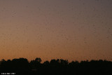 Black kite-Malivus malivus  nights site 8769
