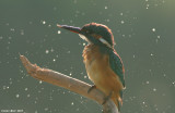 King_fisher   4668  Alcedo atthis