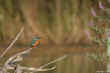 King_fisher  4736  Alcedo atthis