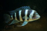 Female Moba Frontosa