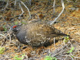 Spruce Grouse (male) Image 1