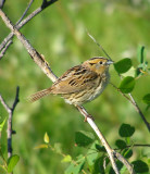 LeContes sparrow