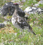 Rock ptarmigan