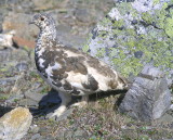 White tailed ptarmigan