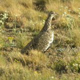 Sage Grouse