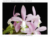 20074114 - Cattleya kerrii 'Michael' AM/AOS (83pts)
