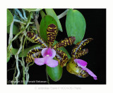 20074116 - Cattleya aclandiae 'Claire II' HCC/AOS (79pts)