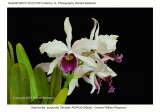 20074118 - Sophronitis purpurata 'Michael' AM/AOS (80pts)