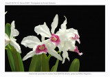 20074119 - Sophronitis purpurata forma carnea 'Paul' AM/AOS 81 pts.