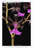 20074121 - Encyclia cordigera 'Kathleen' AM/AOS 89 pts.