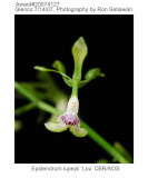 20074127 - Epidendrum lupezii 'Lou' CBR/AOS