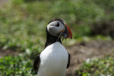 DSC00010F papegaaiduiker (Fratercula arctica, Atlantic puffin).jpg