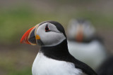 DSC00058F papegaaiduiker (Fratercula arctica, Atlantic puffin).jpg