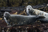 DSC00059F grijze zeehond (Halichoerus grypus).jpg