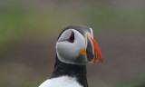DSC00069F papegaaiduiker (Fratercula arctica, Atlantic puffin).jpg