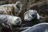DSC00073F grijze zeehond (Halichoerus grypus).jpg