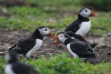 DSC00118F papegaaiduiker (Fratercula arctica, Atlantic puffin).jpg