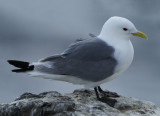 DSC00150G drieteenmeeuw (Rissa tridactyla, Black-legged kittiwake).jpg