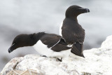 DSC00216F alk (Alca torda, Razorbill).jpg