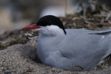 DSC00226 noordse stern (Sterna paradisaea, Arctic tern).jpg