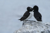 DSC00239F alk (Alca torda, Razorbill).jpg